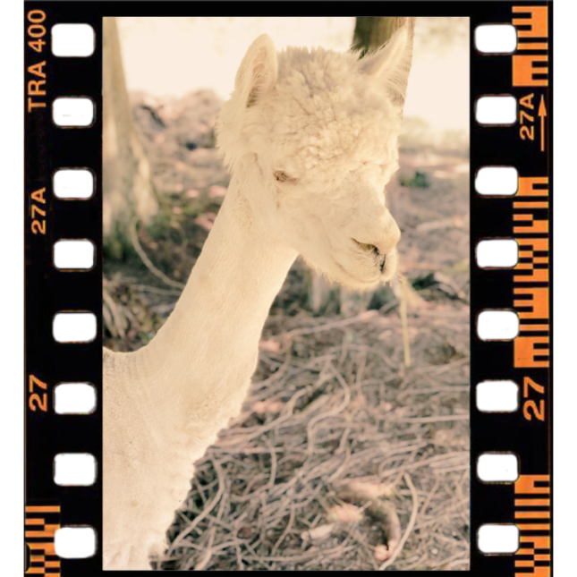 Amador, one of The Alpacas of Barn Stars Animal Rescue