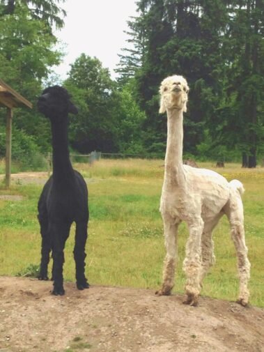 Apolo & Amador in a "Longest Neck" Contest • Barn Stars Animal Rescue