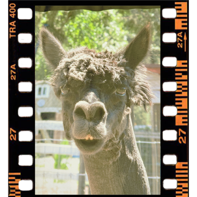 Apolo, one of The Alpacas of Barn Stars Animal Rescue