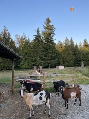 Are You Looking at Us or the Hot Air Balloon? • Barn Stars Animal Rescue