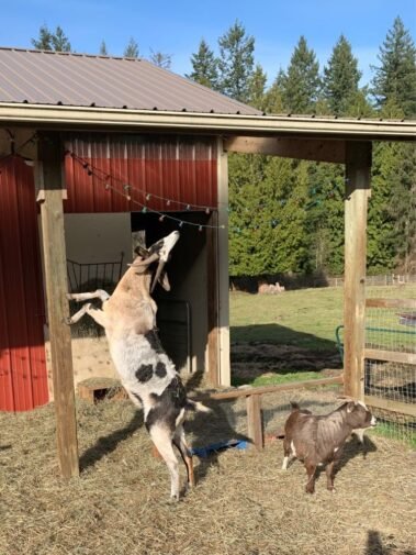 Bennie Tries a Little Goat Yoga • Barn Stars Animal Rescue