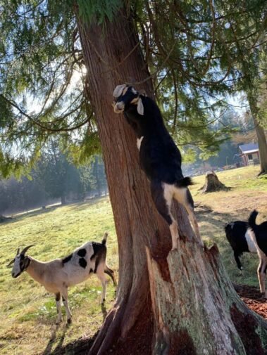 Chasing Squirrels • Barn Stars Animal Rescue