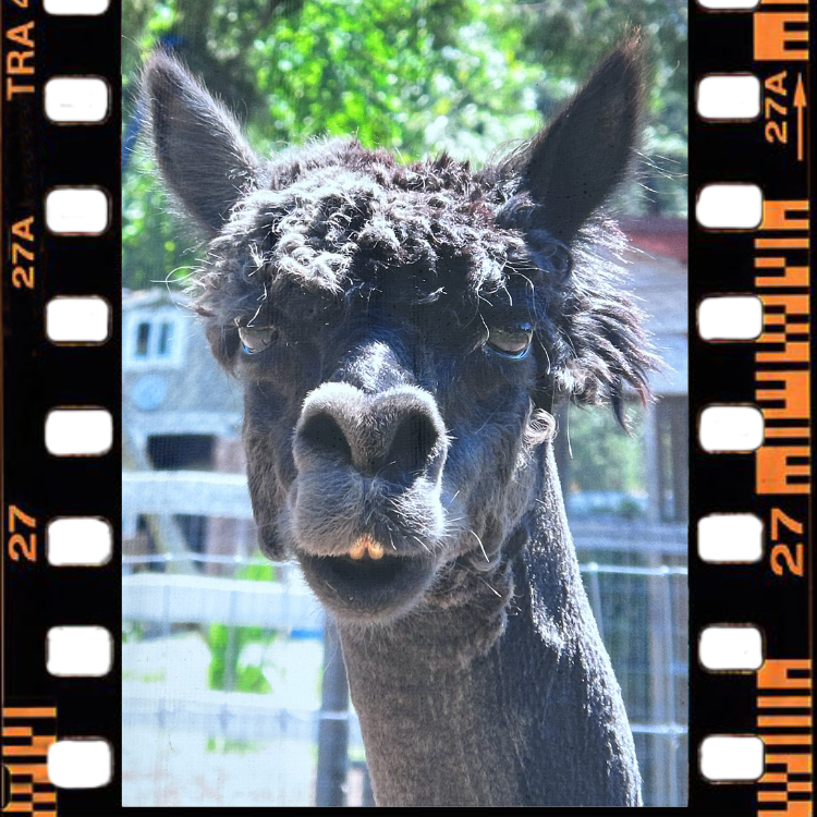 Support the Barn Stars Animal Rescue with a Donation