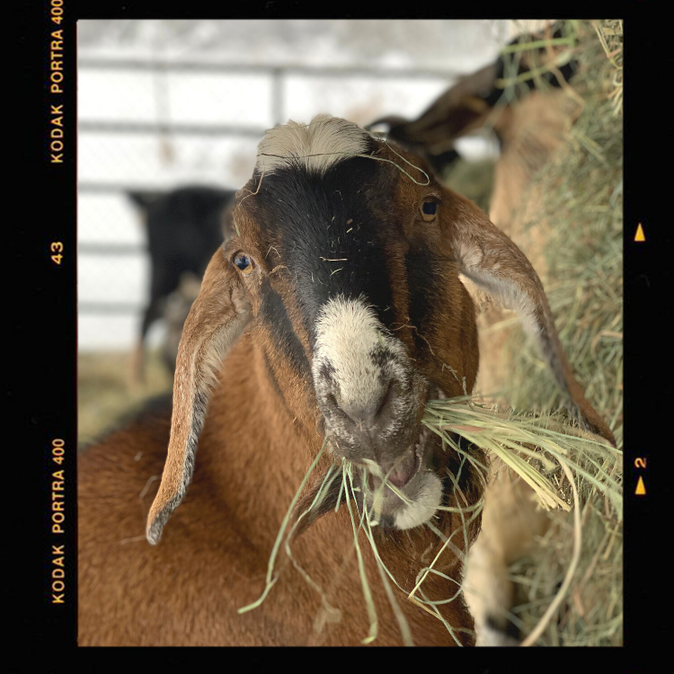 Meet the Stars of Barn Stars Animal Rescue