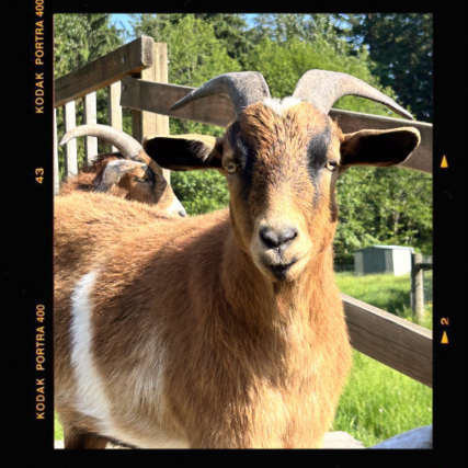 Hamilton, one of The Goats of Barn Stars Animal Rescue