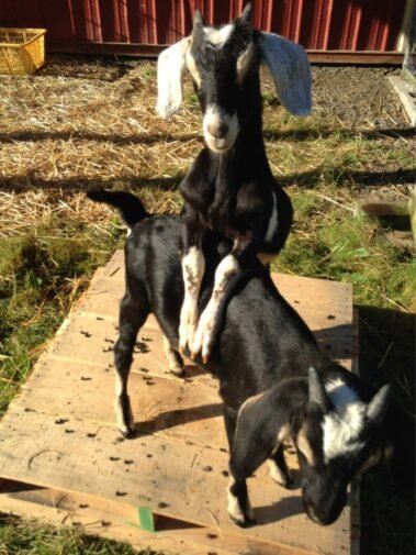 Ichabod & Louie in Their Youth • Barn Stars Animal Rescue
