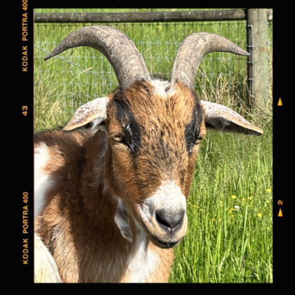 Joe Frank, one of The Goats of Barn Stars Animal Rescue