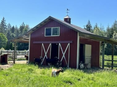Just Another Day on the Farm • Barn Stars Animal Rescue