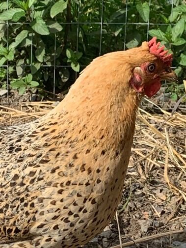 Madame Buttercup • Barn Stars Animal Rescue