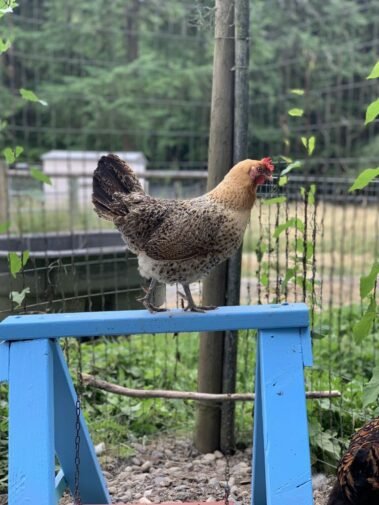 Madame Buttercup Overseeing Her Gals • Barn Stars Animal Rescue