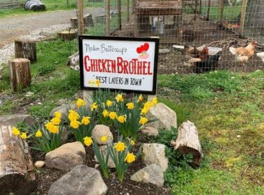 Madame Buttercup's Chicken Brothel: "Best Layers in Town" • Barn Stars Animal Rescue