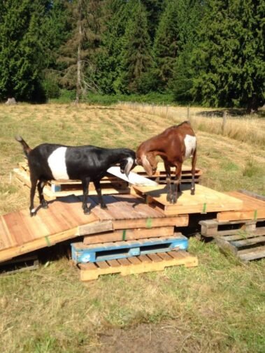 Mama Rose and Her Baby, Theodore • Barn Stars Animal Rescue