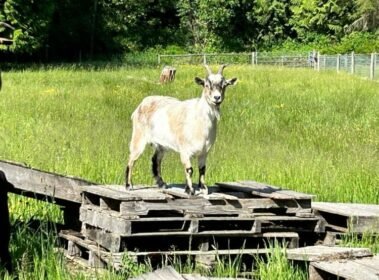 Minnie Riperton Surveying Her Boys • Barn Stars Animal Rescue