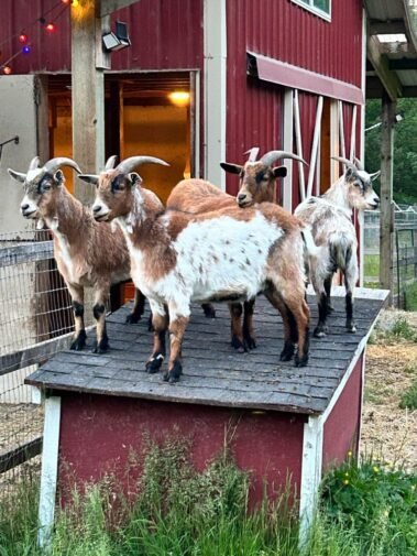 Minnie & The Pips • Barn Stars Animal Rescue