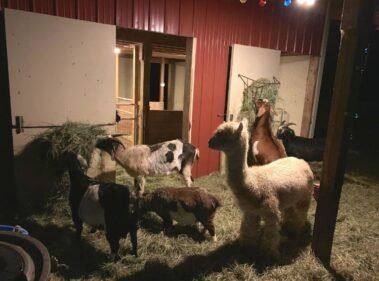 Nighttime Feeding • Barn Stars Animal Rescue