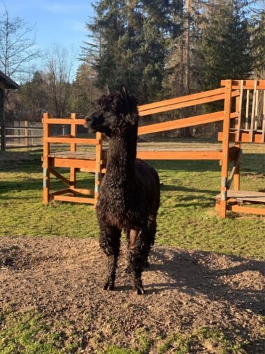 Oh, Apolo, How We Miss You! • Barn Stars Animal Rescue