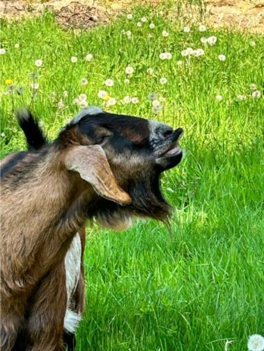 Oh, Theodore, We Love You! • Barn Stars Animal Rescue