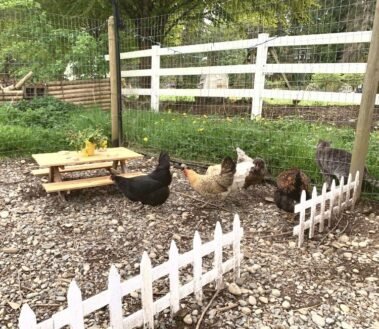 Picnic in The Brothel • Barn Stars Animal Rescue