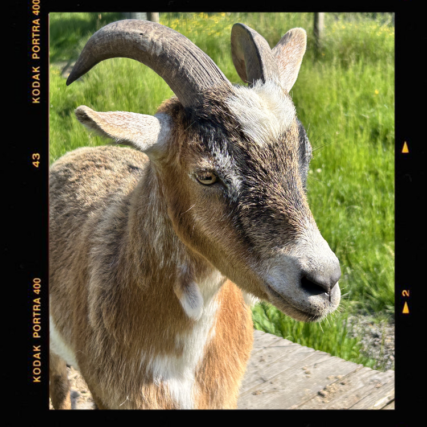 Reynolds, one of The Goats of Barn Stars Animal Rescue