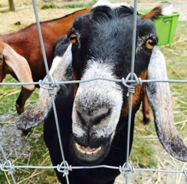 Rosie, Fat and Happy! • Barn Stars Animal Rescue