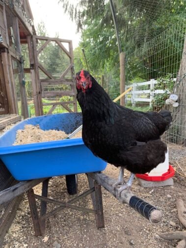 Rowena Ravenclaw Doing Her Chores • Barn Stars Animal Rescue