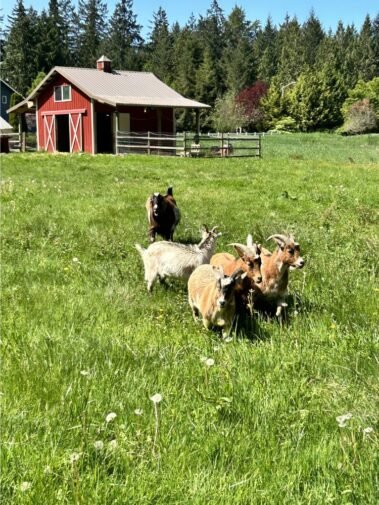 Running Down a Dream • Barn Stars Animal Rescue