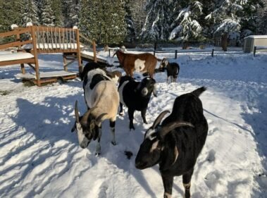SNOW DAY!!!! • Barn Stars Animal Rescue