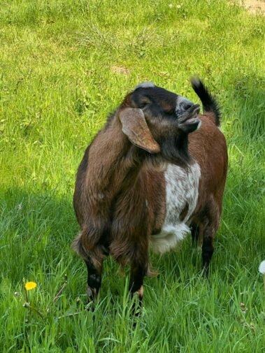 Smile Like You Mean It! • Barn Stars Animal Rescue