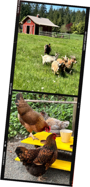 Our goats, chickens, and other rescued farm animals need your help!