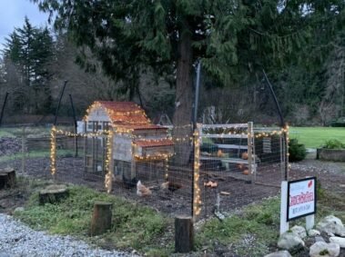 The Brothel, All Lit Up • Barn Stars Animal Rescue