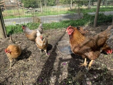 Ladies of The Brothel Start Their Day • Barn Stars Animal Rescue