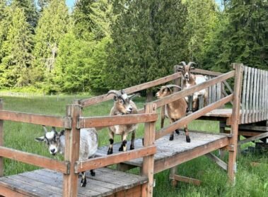 The Little Ones' First Day • Barn Stars Animal Rescue