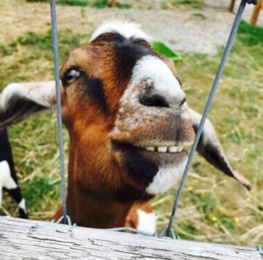 Theodore Asks, "How YOU Doin'?" • Barn Stars Animal Rescue