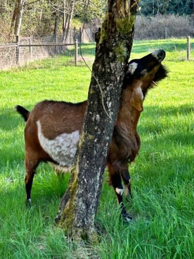 Theodore Scratchin' Where it Itches • Barn Stars Animal Rescue