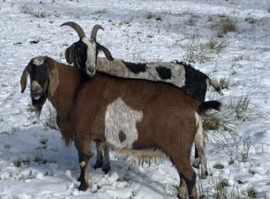 Theodore & Bennie • Barn Stars Animal Rescue