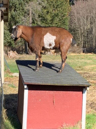 Theodore's Favorite Sunning Spot • Barn Stars Animal Rescue