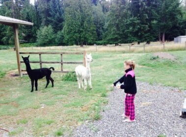 Triple A: Apolo, Amador, and Aliya • Barn Stars Animal Rescue