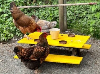 Union Break at The Brothel • Barn Stars Animal Rescue