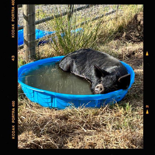 Laverne, one of The Pigs of Barn Stars Animal Rescue