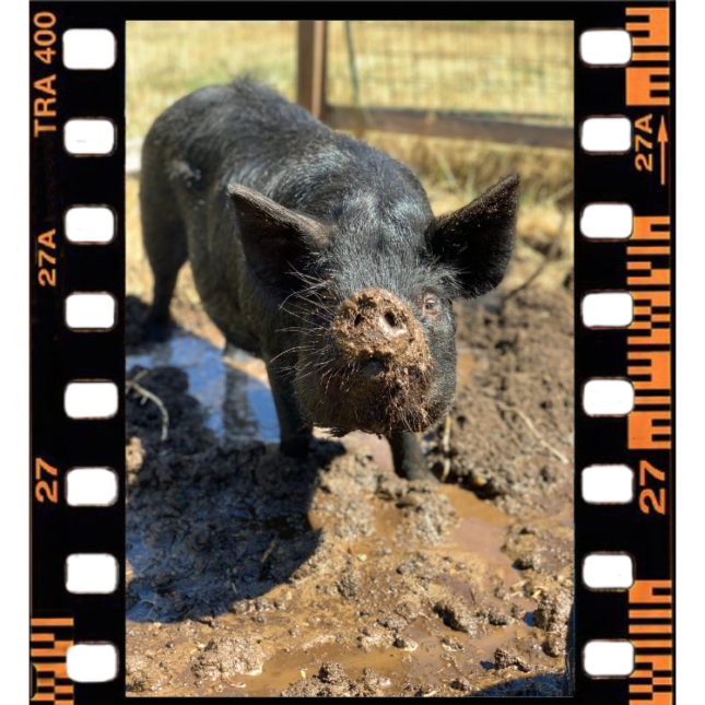 Shirley, one of The Pigs of Barn Stars Animal Rescue