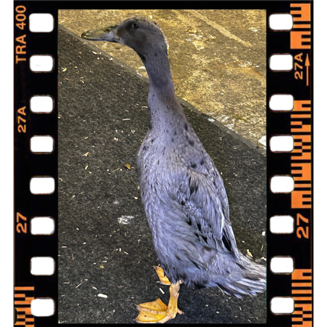 Gertrude, one of the ducks of Quackerville at Barn Stars Animal Rescue