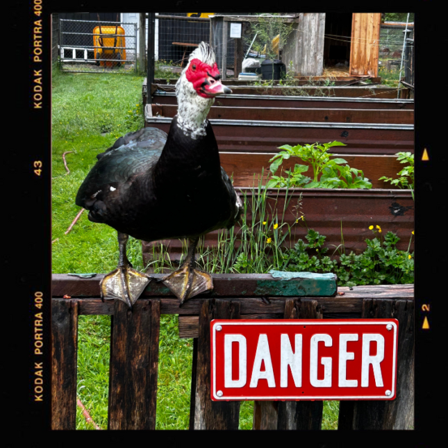 JP Quackers, one of the ducks of Quackerville at Barn Stars Animal Rescue