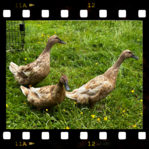 The Angels: Farrah, Jacqueline & Kate, three of the ducks of Quackerville at Barn Stars Animal Rescue