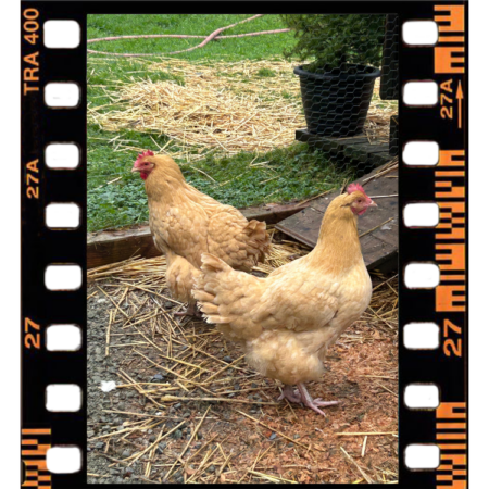 Brown Sugar & Foxy Brown, two of the chickens of Quackerville at Barn Stars Animal Rescue