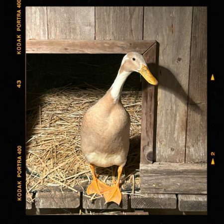 Esmerelda, one of ducks of Quackerville at Barn Stars Animal Rescue