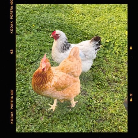 Meet Lady Marmalade & Sister Christian, two hens lovingly nicknamed 'The Chucks'.