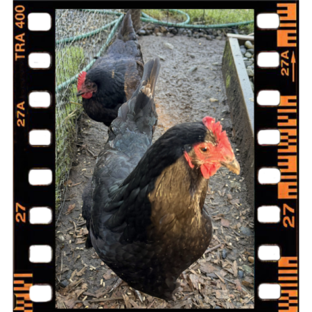 Chuckles & Blackbeard, two of the chickens at Barn Stars Animal Rescue