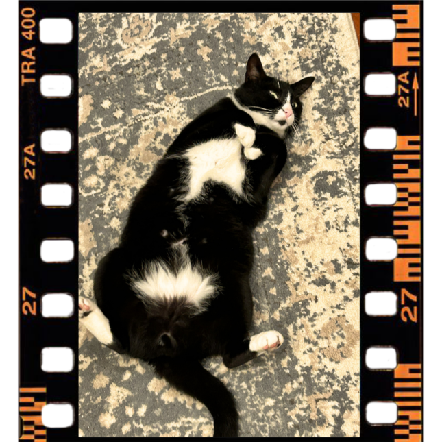 Freddie, Security Feline