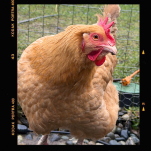 Meet Hazelnut, our new chicken addition at Barn Stars Animal Rescue.