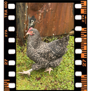 Meet Pepper Anderson, our new chicken addition at Barn Stars Animal Rescue.